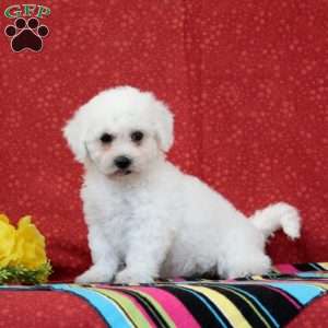 Salmon, Bichon Frise Puppy